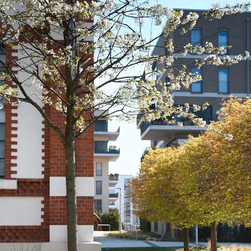 Düsseldorf Grafental Kirschblüte